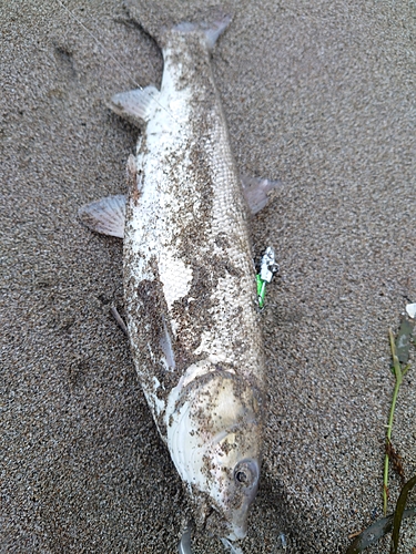 ウグイの釣果