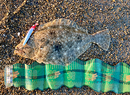 ヒラメの釣果