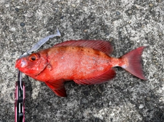 キントキダイの釣果