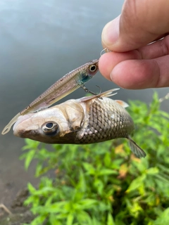 ニゴイの釣果