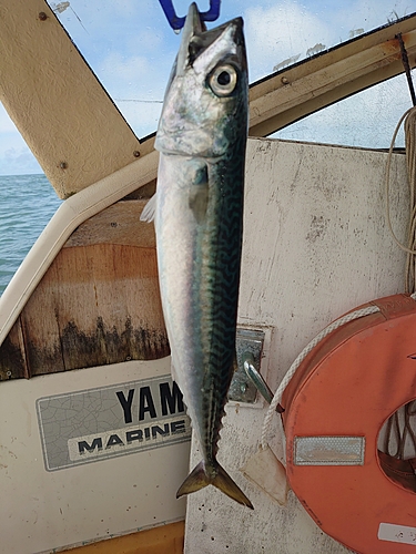 サバの釣果