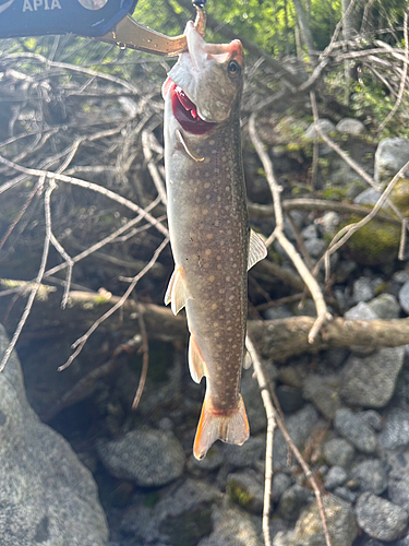 イワナの釣果