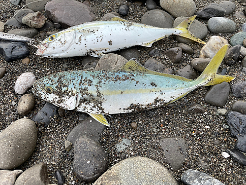 ワカナゴの釣果