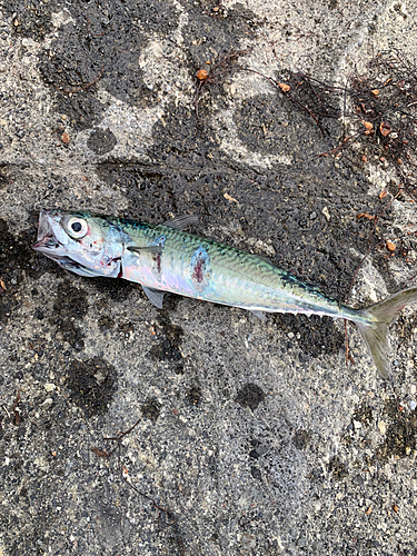 サバの釣果