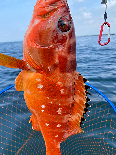 ブリの釣果