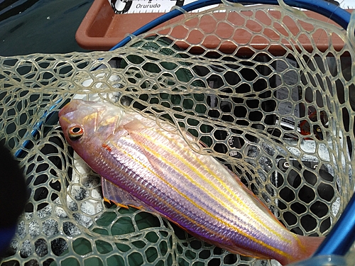 イトヨリダイの釣果