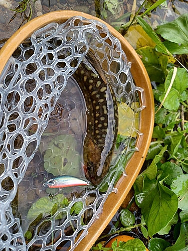 イワナの釣果