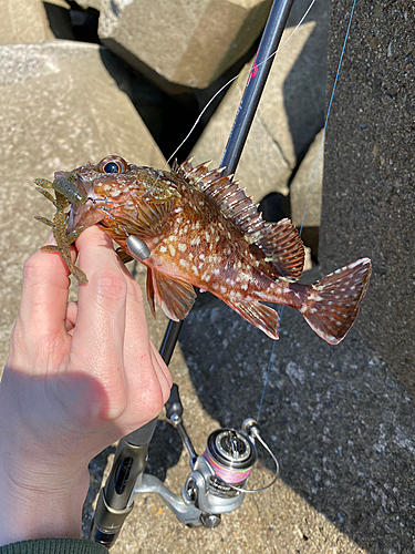 カサゴの釣果