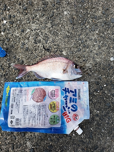 タイの釣果