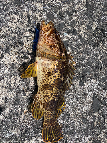 タケノコメバルの釣果