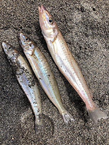 シロギスの釣果