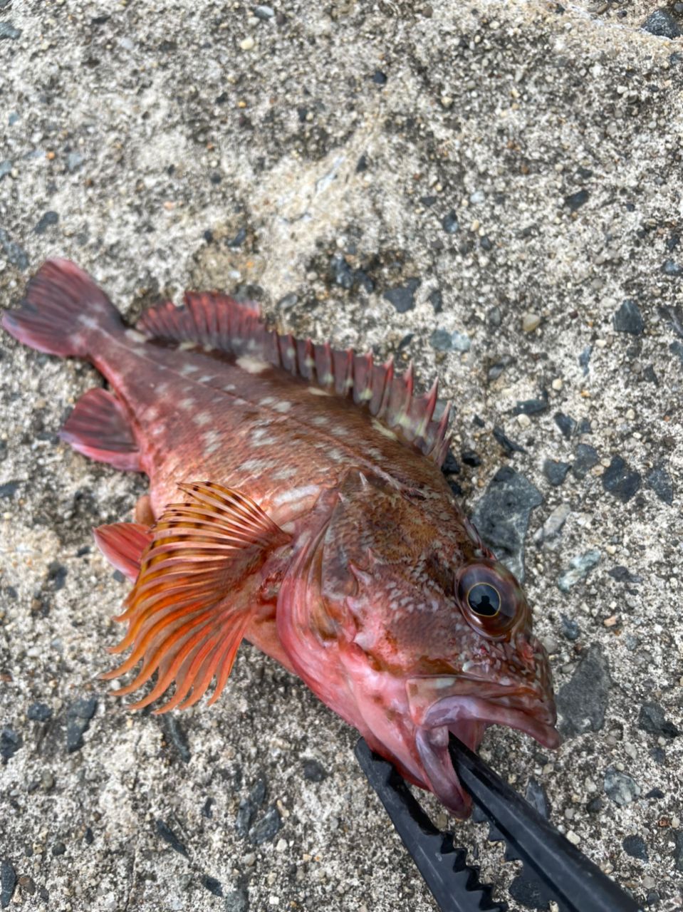 メバル