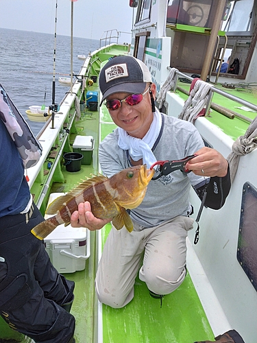 アオハタの釣果