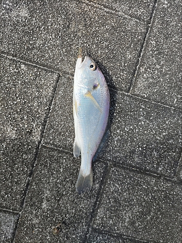 イシモチの釣果