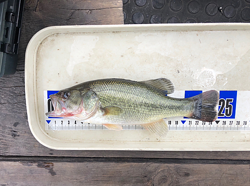 ブラックバスの釣果