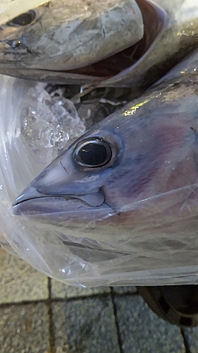 カツオの釣果