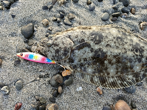 ヒラメの釣果