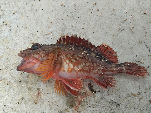 カサゴの釣果