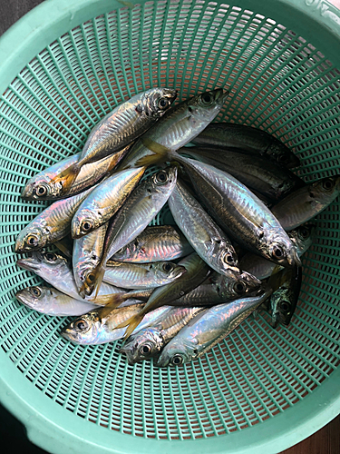 アジの釣果