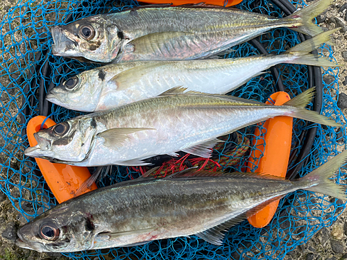 マアジの釣果