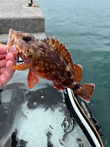 カサゴの釣果