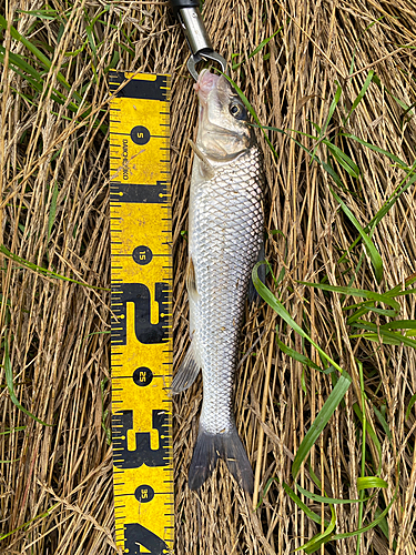 ニゴイの釣果