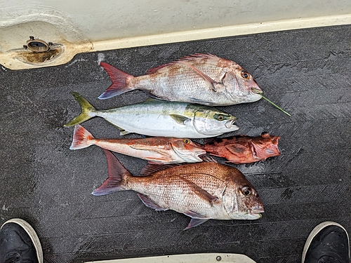 マダイの釣果