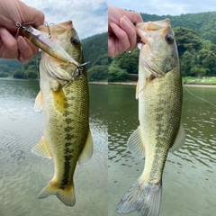 ブラックバスの釣果