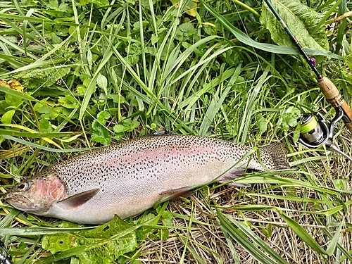 ニジマスの釣果