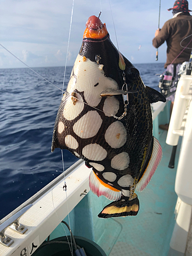 モンガラカワハギの釣果