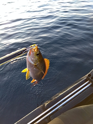 イサキの釣果