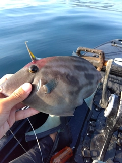 ウマヅラハギの釣果