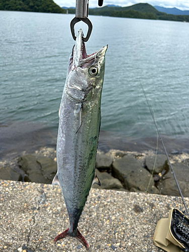 サゴシの釣果