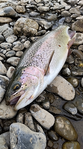 ニジマスの釣果