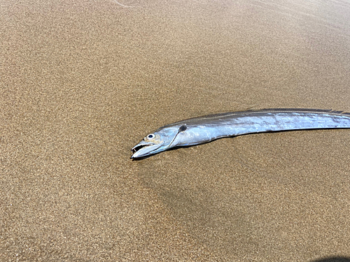 チチブの釣果