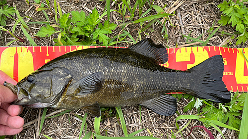 スモールマウスバスの釣果