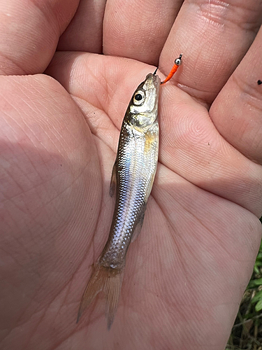 クチボソの釣果