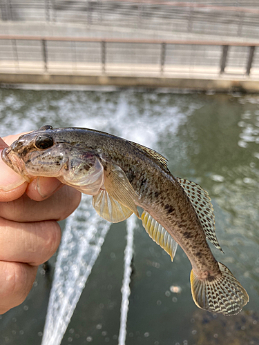 マハゼの釣果