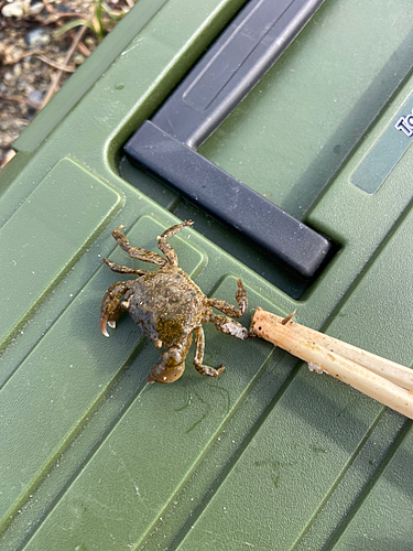 カニの釣果