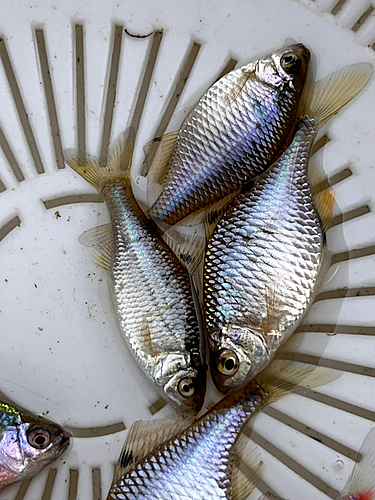 タナゴの釣果