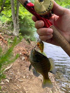 ブルーギルの釣果