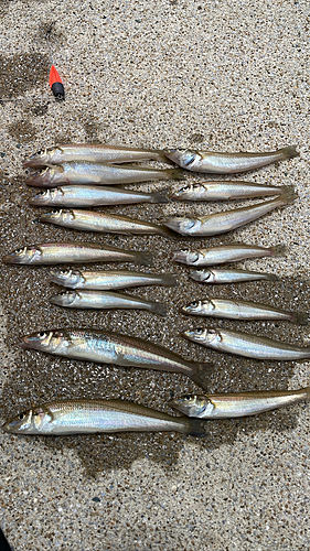 シロギスの釣果