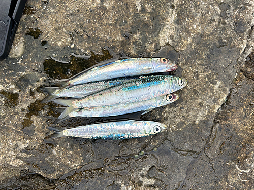 イワシの釣果