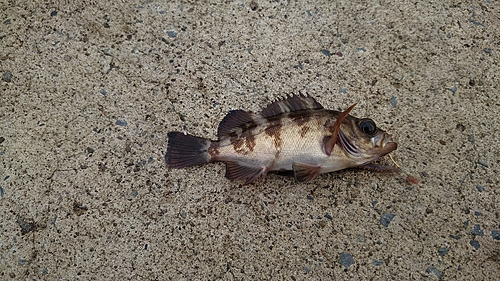 メバルの釣果