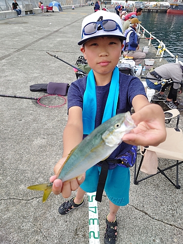 ワカシの釣果