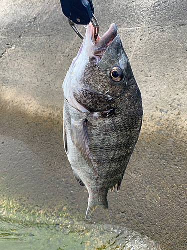 チヌの釣果