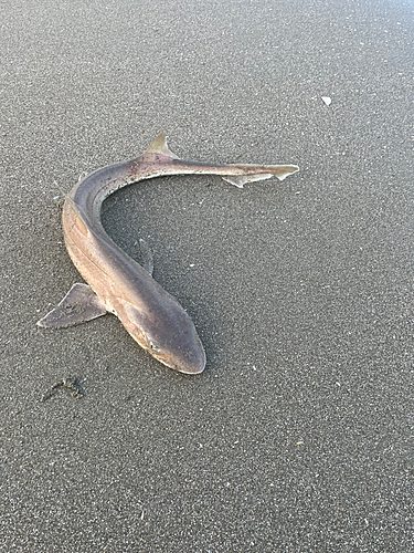 サメの釣果