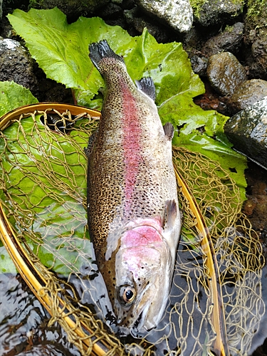 ニジマスの釣果