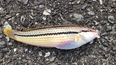 キュウセンの釣果