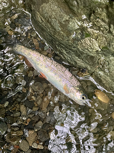 ニジマスの釣果